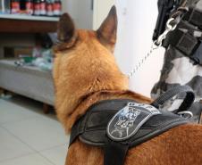 Curitiba, 24 de Maio de 2019. 24-05-2019. Operação do 1º CRPM desmonta laboratório de drogas no Tingui. Foto: cachoro auxiliou nas buscas pelas drogas.