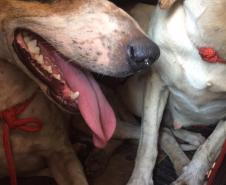 BPAmb-FV apreende diversas armas de fogo e resgata cães ao prender cinco homens em Cruzeiro do Oeste (PR) 