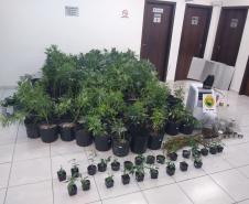 Na capital do estado, 243 pés de maconha são apreendidos por policiais militares do 20º Batalhão