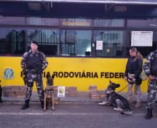 BOPE e PRF evitam que 82 quilos de maconha cheguem a Curitiba ao abordar ônibus de linha em São Luiz do Purunã (PR)