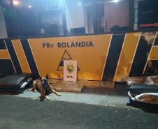 Canil do BPRv apreende mais de 55 quilos de maconha em bagageiro de ônibus em Londrina (PR); dois homens são presos