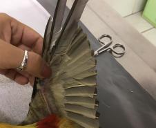 Pássaro debilitado é resgatado pelo BPAmb-FV, passa por tratamento e se torna novo membro do Parque das Aves em Foz do Iguaçu