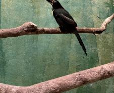 Pássaro debilitado é resgatado pelo BPAmb-FV, passa por tratamento e se torna novo membro do Parque das Aves em Foz do Iguaçu