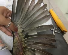 Pássaro debilitado é resgatado pelo BPAmb-FV, passa por tratamento e se torna novo membro do Parque das Aves em Foz do Iguaçu