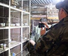 Curitiba, 23 de julho de 2019. BPAmb deflagra a Operação Curio Livre. Foto: Policiais do BPAmb indentificam alguns passarinhos encontrados numa das residências alvo da Operação Curio Livre.