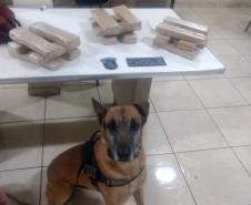 No Oeste do estado, mais de 20 quilos de maconha são apreendidos por policiais militares em situações distintas