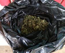 Movimentação constante em chácara gera denúncia e rapaz é preso em casa com mais de 700 pés de maconha em Tijucas do Sul (RMC)