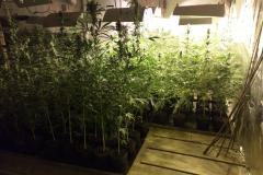 Mais de mil pés de maconha são apreendidos pela PM em Tijucas do Sul na RMC