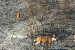 Helicópteros do BPMOA prestam apoio no combate ao incêndio do Parque Nacional de Ilha Grande, no Oeste do Paraná