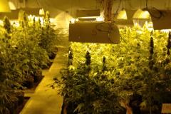 Movimentação constante em chácara gera denúncia e rapaz é preso em casa com mais de 700 pés de maconha em Tijucas do Sul (RMC)