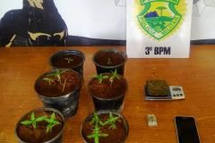 PM apreende mais de 10 quilos de maconha e 11 pés da mesma substância, no Sudoeste do estado  COM FOTO