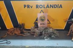 Com apoio do cão de faro Hórus, BPRv prende rapaz e apreende mais de 7,5 quilos de maconha em Rolândia (PR)