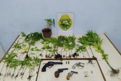 Operação do projeto Em Frente Brasil resulta em três presos e mais de 50 pés de maconha apreendidos