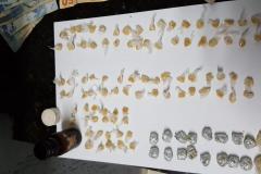 Rapaz envolvido com tráfico de drogas é preso pela PM em Marialva (PR), no Noroeste do estado