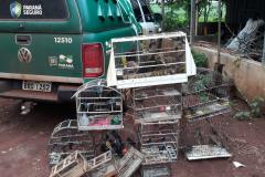 BPAmb-FV apreende mais de 130 aves silvestres após denúncia anônima no Oeste do estado