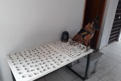 Quase 800 gramas de maconha são apreendidos pela PM em Cambé (PR)