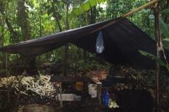 Polícia Ambiental descobre fábrica ilegal de palmito dentro de matagal em Morretes (PR), no Litoral do estado