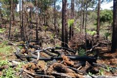 Mais de R$ 600 mil em multas são aplicados pela Polícia Ambiental por desmatamento em área de preservação em Guarapuava (PR)