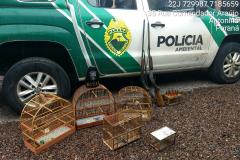 Polícia Ambiental prende dois homens, apreendem quatro espingardas e aplicam multa de R$ 14 mil no Litoral do estado