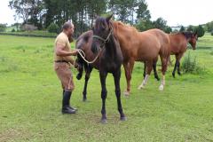 policial com cavalos