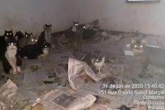 Polícia Ambiental encontra mais de 400 gatos em maus tratos em Ponta Grossa (PR)