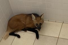 Lobo guará é encontrado dentro de banheiro em Foz do Iguaçu (PR)