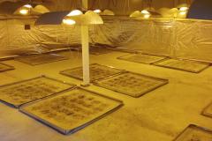 PM descobre plantio de maconha e apreende mais de 280 mudas em barracão em São José dos Pinhais (PR), na RMC