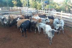 PM recupera 27 cabeças de gado furtadas em Iretama (PR), no Noroeste do estado