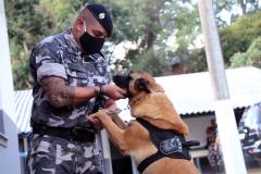 Cães de faro do BOPE se aposentam após 9 anos de atuação pelo BOPE; animais apreenderam mais de 2 toneladas de drogas