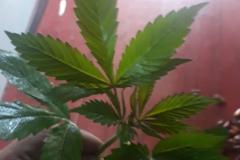 BOPE e Guarda Municipal de Quatro Barras encontram plantação de 1,5 mil mudas de maconha