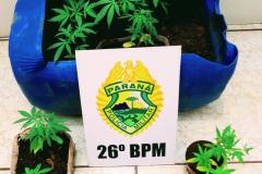 Nos Campos Gerais, PM prende duas pessoas e apreende sete pés de maconha após denúncia
