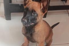Canil da PM de Cianorte distribui filhotes para canis do BOPE e de unidades do Interior do estado