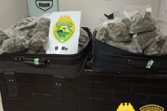 No Norte do estado, cão de faro do BPRv localiza mais de 19 quilos de maconha hidropônica