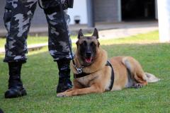 Em seis meses, cães de faro da PM apreendem mais de 38 toneladas de maconha no Paraná
