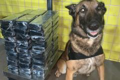 Policiais militares de Operações com Cães prestam apoio à PRF na apreensão de 62,2 quilos de pasta base de cocaína em Mandaguari (PR)