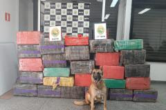 PM apreende mais de 600 quilos de maconha e prende dois suspeitos em Campo Largo, na RCM