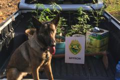 36 pés de maconha são encontrados por cão do BPFron na Operação Hórus