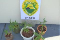 PM de Pato Branco encaminha foragidos e apreende pés de maconha no Sudoeste do Paraná