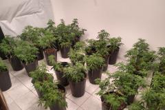 PM apreende 90 pés de maconha e mais de seis quilos prontos para a venda no Butiatuvinha, em Curitiba
