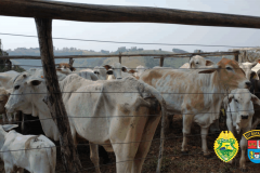 Cerca de 31 cabeças de gado são recuperadas pela PM no Centro-Oeste do estado