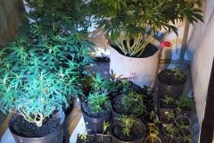 PM encontra estufas com 76 mudas de maconha em Piraquara, na RMC