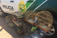 No final de semana, BPAmb-FV apreende arma de fogo, 800 caixas de cigarros contrabandeados e galos de rinha em situações distintas