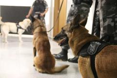 Canil do BOPE e Polícia Científica fazem parceria para alavancar produção científica sobre faro de drogas