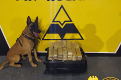 Cão de faro do BPRv localiza droga em ônibus que seguia para São Paulo