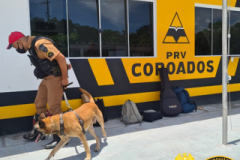 No Posto Rodoviário de Coroados, no Litoral do estado, BPRv encaminha adolescente e apreende porção de maconha