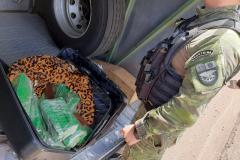Homem que levaria quase 20 quilos de maconha para Cascavel é preso pelo BPFron em Foz do Iguaçu