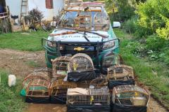 Nas águas e nas matas do Litoral, Polícia Ambiental faz oito prisões e resgata 174 aves silvestres nos primeiros 10 dias de Verão Consciente