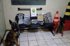 Em Realeza (PR), dois adolescentes são apreendidos com mais de 50 tabletes de maconha em ônibus de viagem