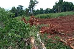Destruição de mata nativa no Norte Pioneiro resulta em multa, apreensão e prisão