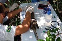 Polícia Ambiental presta apoio à UFPR do litoral na soltura de um jacaré em Pontal do Paraná